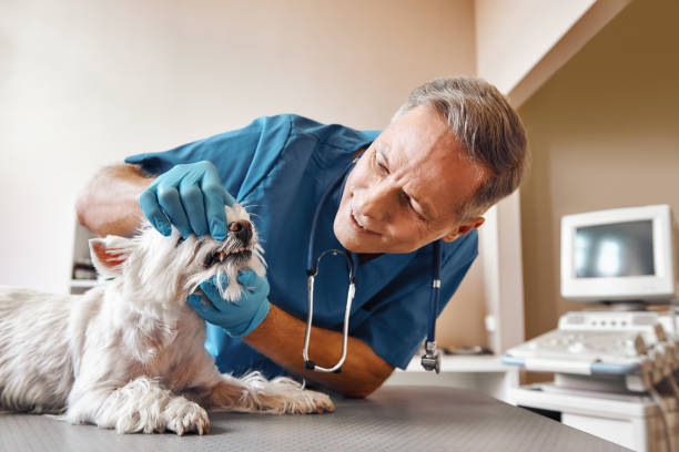 Best Urgent Dental Care for Toothache in Hinton, WV